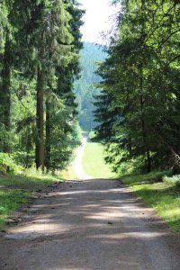Wanderwege im Schwarzwald direkt hinter dem Seminarhaus